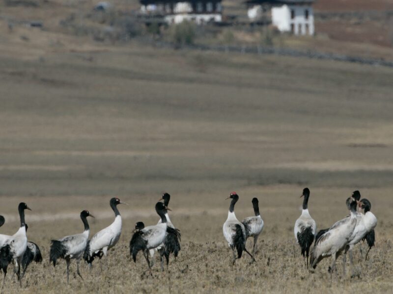 Group-of-Blackneck-Crane